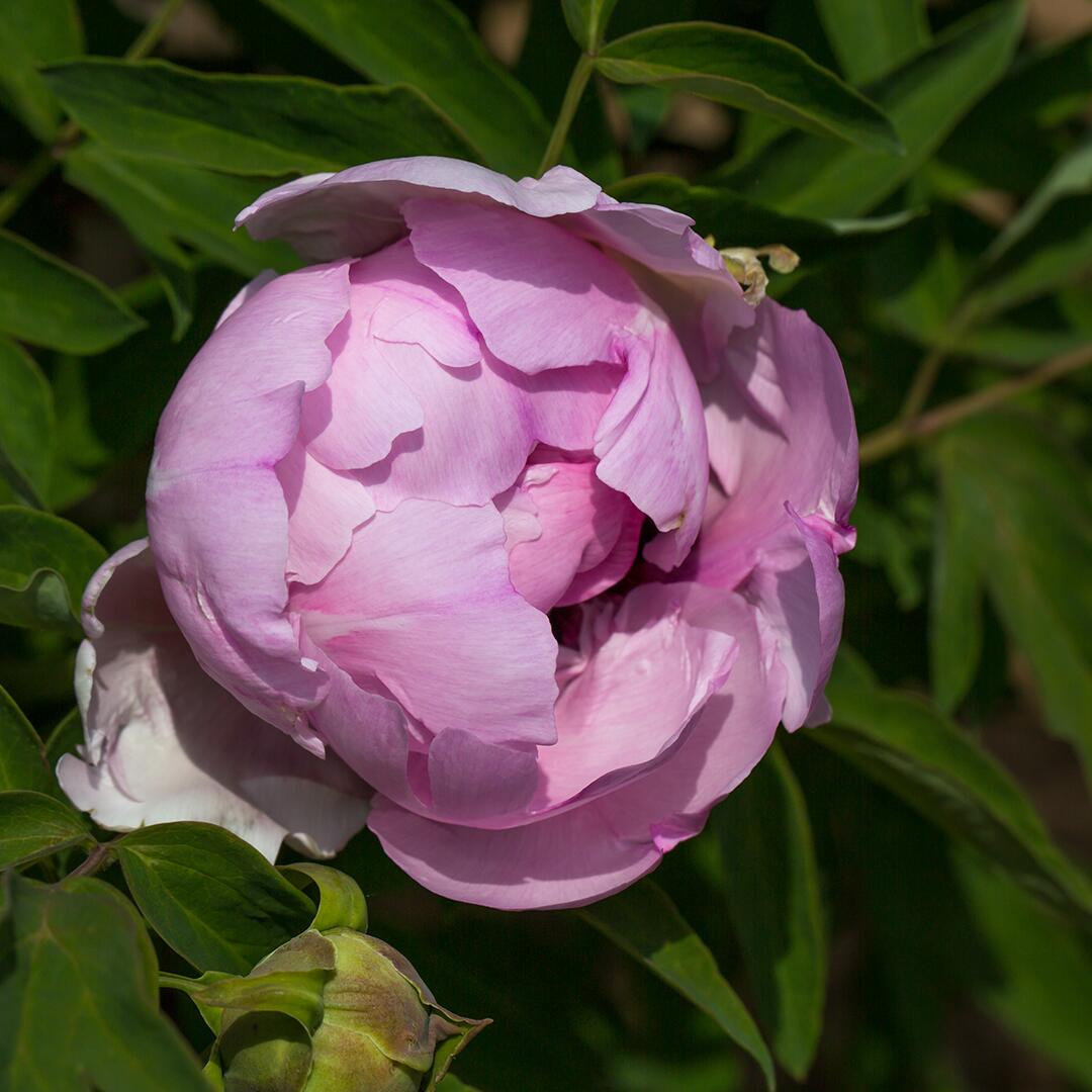 kl_peony_active-ingredient_field_plant_2019 -24-